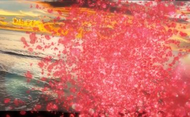 AE制作花瓣粒子消散